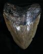 Wide Megalodon Tooth - South Carolina #4636-2